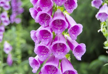 A cluster of pink foxglove flowers