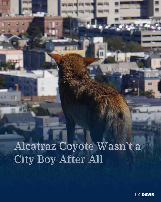 Coyote standing on a hill overlooking a dense urban cityscape with buildings and parking structures.