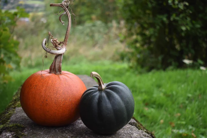 Orange pumpkin and green squash on a stone bench