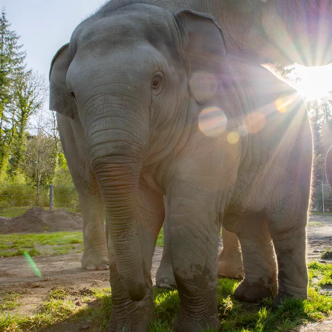 baby elephant tula-tu outside
