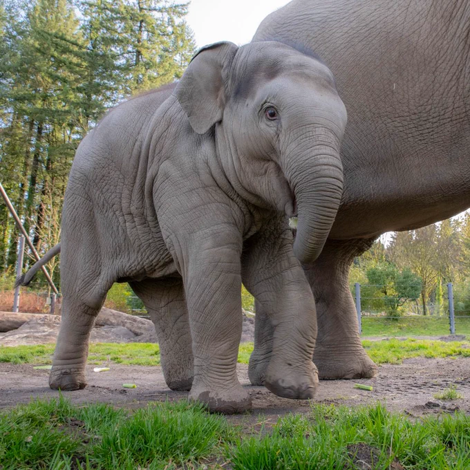 baby elephant tula-tu outside