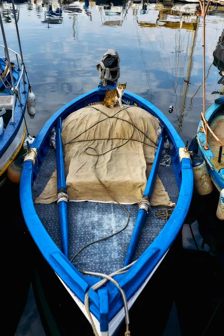 photo of a brown and white cat in a blue boat at the docks. 