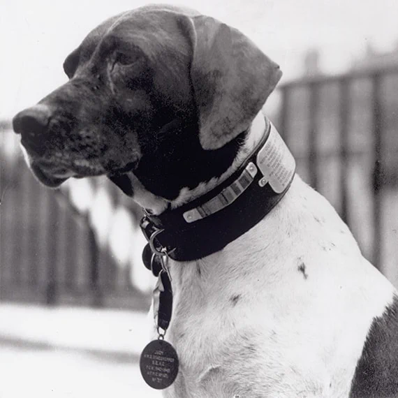 A black and white photo of a dog wearing a medal 