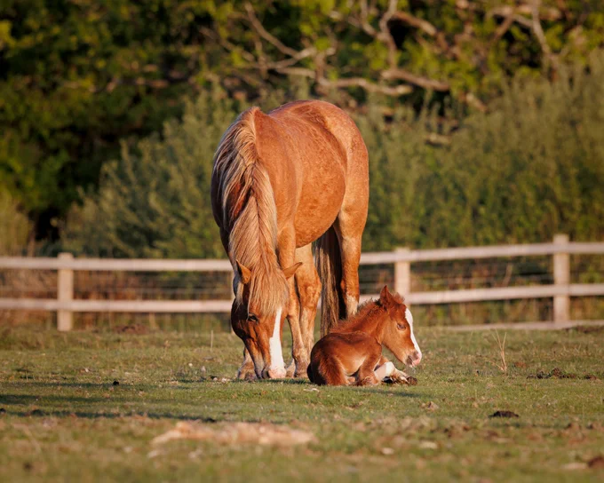 A horse with a chestnut coat grazes in a grassy field near a wooden fence, accompanied by a resting foal. Trees are visible in the background.