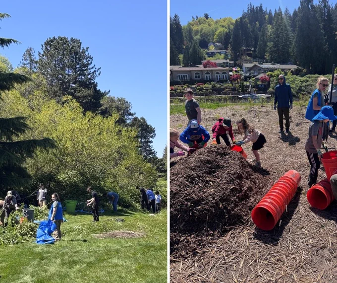 Two photos show volunteers completing vegetation work at Blyth Park in Bothell. Photo courtesy of Whale Scout