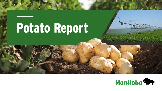 Potatoes lying in dirt. Irrigation system watering growing potato crop. Caption: Potato Report.