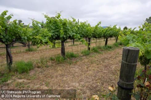 A healthy vineyard. Photo credited to UC Statewide IPM Program, 2024 Regents University of California.