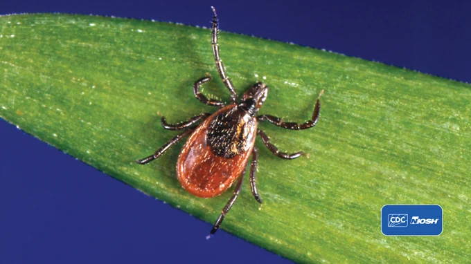 close up photo of a tick on a green leaf against a blue background with the CDC NIOSH Logo