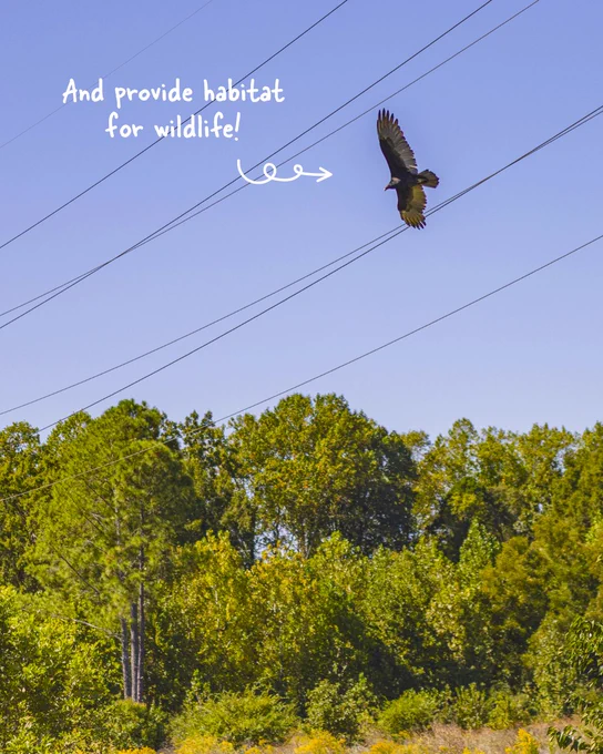 A bird flies above a lush green forest with power lines in the foreground. Text overlay reads, "And provide habitat for wildlife."