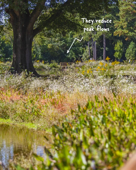 A lush garden with a variety of plants, a small bridge in the background, and a label that states "They reduce peak flows" pointing towards the greenery.