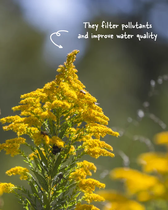 A vibrant yellow goldenrod plant in bright sunlight with a bee pollinating it, set against a blurred green background. Text over the image reads, "They filter pollutants and improve water quality."