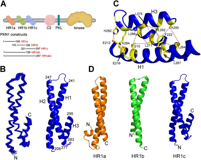Figure 1. Solution structure of the PKN1 HR1c domain. (A) Domain structure of PKN1. 