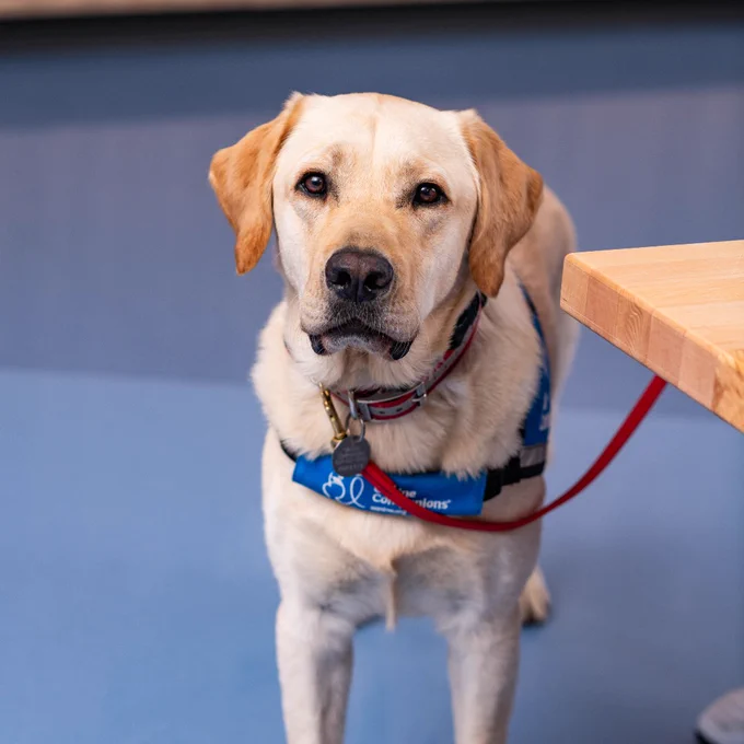 Yellow Labrador wearing a blue service dog vest standing on a blue floor next to a wooden table indoors.