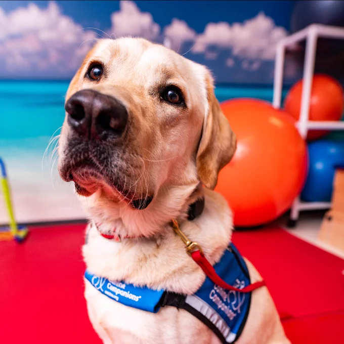 Yellow Labrador wearing a blue service dog vest sitting on a red mat in a therapy or training room.