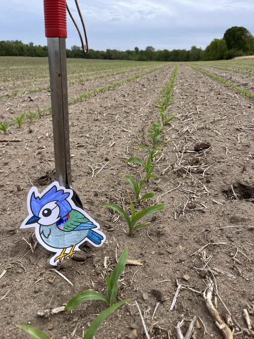 Small bluejay drawing leaning against a trowel in a corn field.