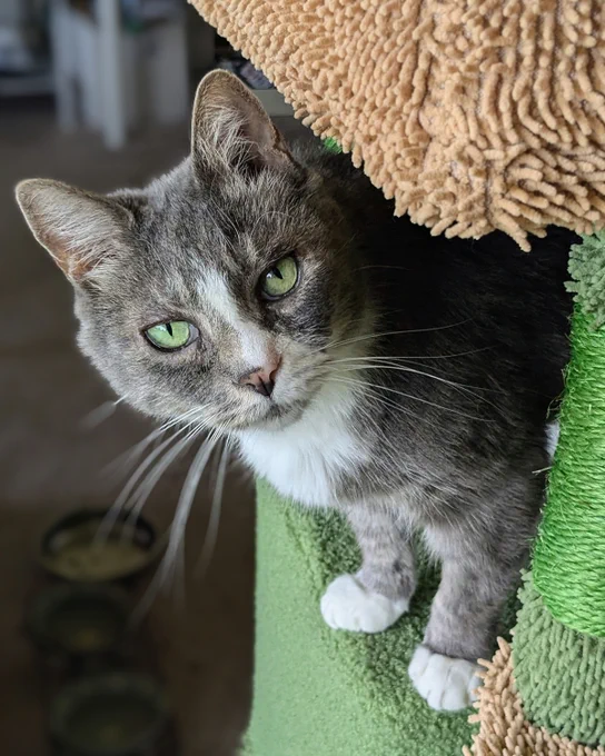 Gray and white senior rescued cat named Prince with striking green eyes peeking out from a green and beige textured cat tree is available for adoption through Lost Dog & Cat Rescue Foundation.
