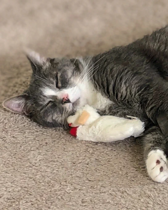 Gray and white senior rescued cat named Prince peacefully sleeping on carpet while hugging a small plush toy is available for adoption through Lost Dog & Cat Rescue Foundation.