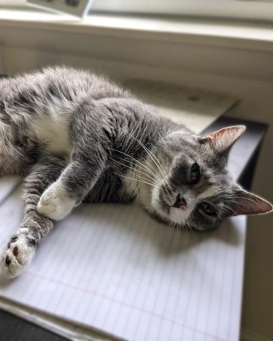 Gray and white senior rescued cat named Prince lying on lined notebook paper near a window, appearing relaxed and sleepy is available for adoption through Lost Dog & Cat Rescue Foundation.