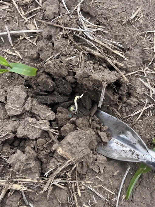 Corn seedling with a bent coleoptile from navigating soil to emerge.