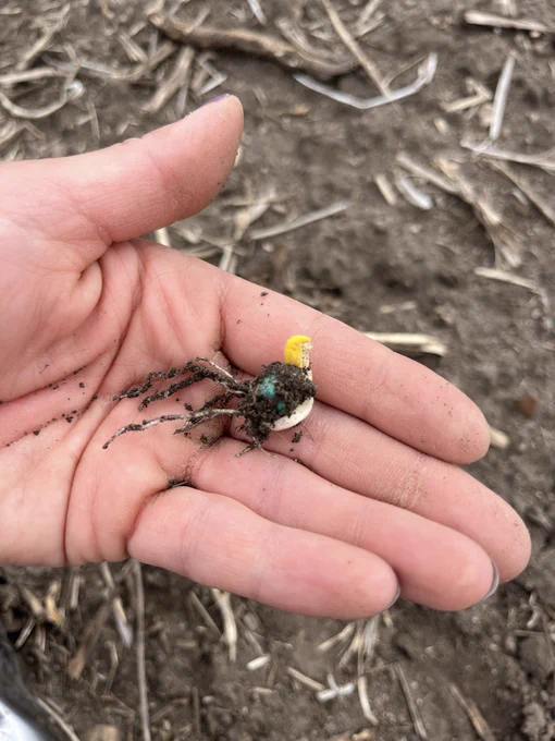 Malformed corn seedling that stopped growing belowground. The seedling has multiple small roots and yellowed leaves emerging from the coleoptile.