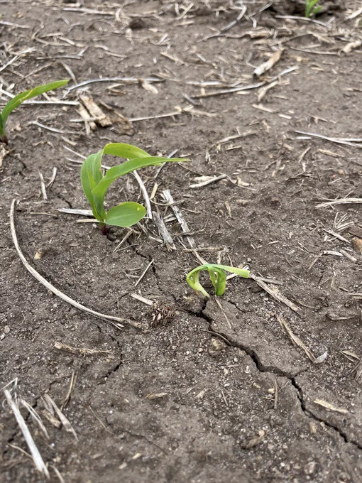 Stunted corn seedling that leafed out underground next to a normal seedling with one full leaf emerged.