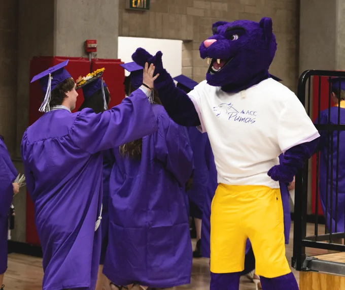 Graduate in purple cap and gown high-fives a purple puma mascot wearing yellow shorts and a white shirt indoors.