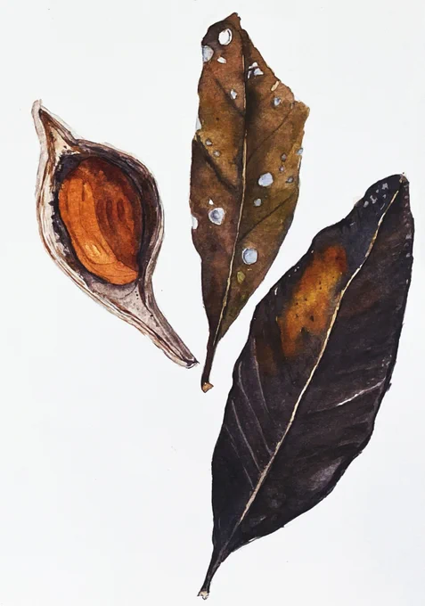 Watercolour field journal study of decaying leaves and seed pod with red fruit