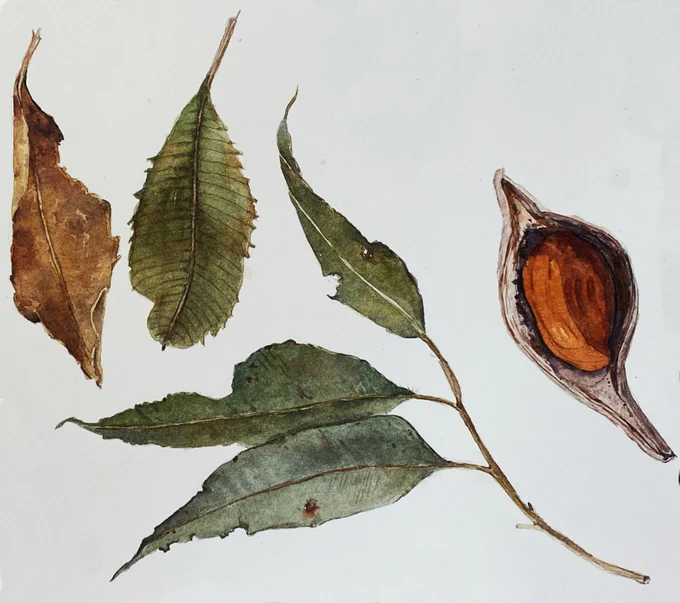 Watercolour field journal studies of decaying leaves, seed pods