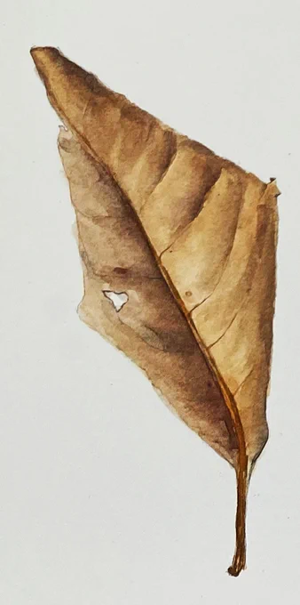 Watercolour field journal study of decaying leaf