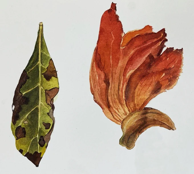 Watercolour field journal studies of decaying leaf and orange flower fragment (African Tulip tree)