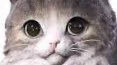Cute cat