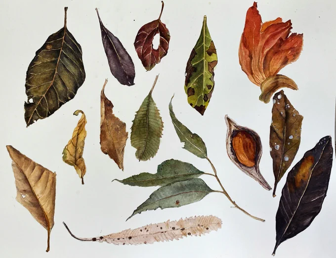 Watercolour painting of various shaped decaying leaves in Autumnal colours (browns, yellows, faded greens), along with a bright orange flower and red-brown fruit inside a seed pod.