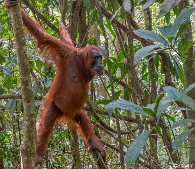 Ein Orang-Utan hängt mit ausgestreckten Armen und Beinen zwischen zwei kleinen Bäumen. 