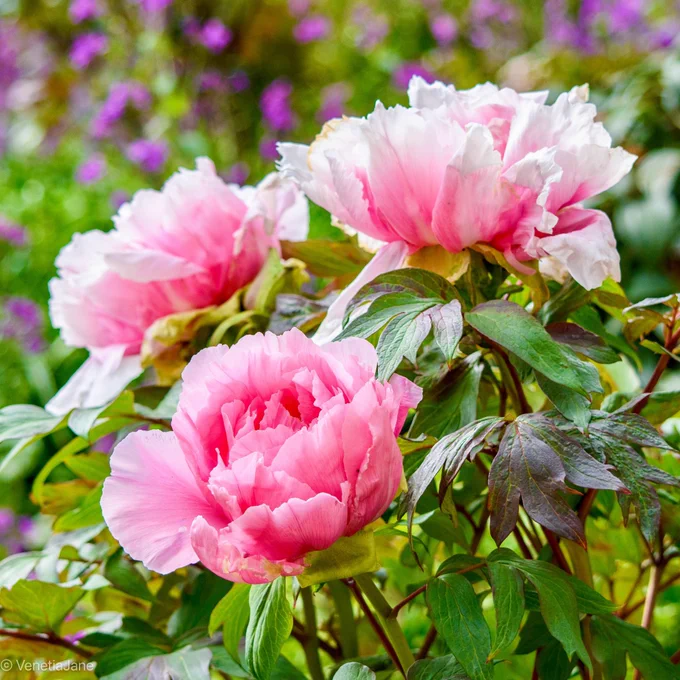 Three large pink peony blooms opening on a leafy shrub, their ruffled petals glowing soft rose and white against a dreamy background of blurred purple flowers and greenery. The nearest flower is richly detailed, while the others recede into a hazy, painterly garden scene.