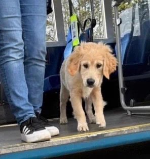 Photo shows a Golden Retriever Puppy in Training about to get off a bus
