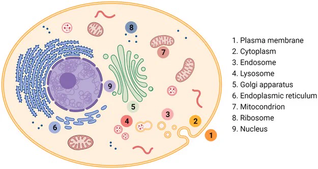 Key cellular compartments