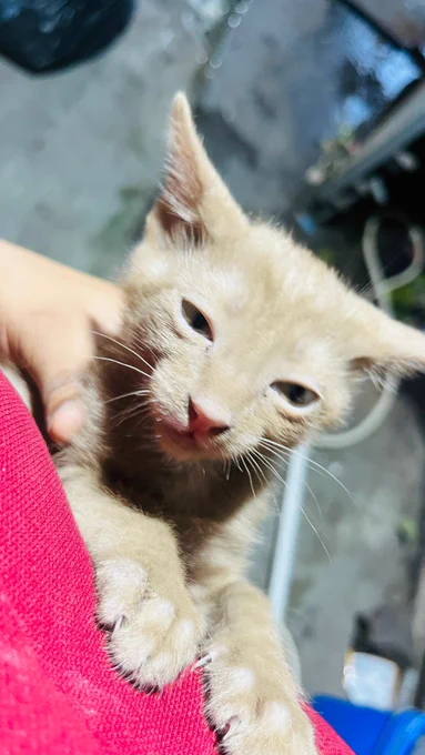 Green park Delhi kitten adoption