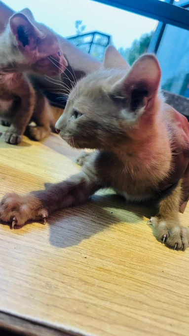 Delhi kitten adoption