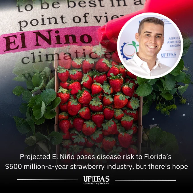 A collage featuring a highlighted dictionary definition of "El Niño," a crate of strawberries, and Vinicius Cerbaro in an inset circle labeled UF IFAS. The text below states a projected disease risk to Florida's strawberry industry due to El Niño, with mention of hope. At the bottom, the University of Florida IFAS logo is visible.