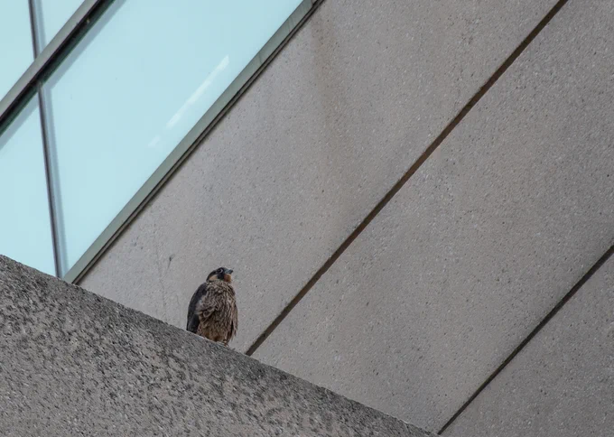 Falcon perched on ledge of building.