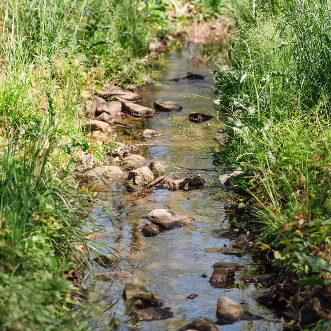 A small, clear stream flows gently over rocks surrounded by lush green grass and foliage. The sunlight dapples through the leaves, creating a serene and natural setting.