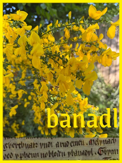 Yellow flowers of the broom with quotation from the Red Book of Hergest