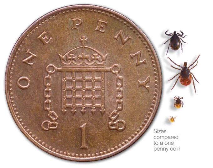 a penny used for scale with three ticks beside it