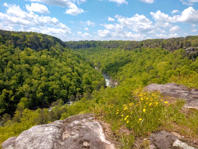 A twisting and turning river flows through a canyon with lots of bright green trees. In the right-hand corner, there is some exposed rock and yellow wildflowers. 