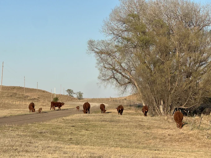 Red cattlemen grazing on brown grass with a tree in the background.