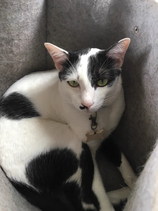 Our bicolour male cat Ram-mew perfectly perching inside one of our conference bags at home - perfect idea for cat-house 🐈🏠