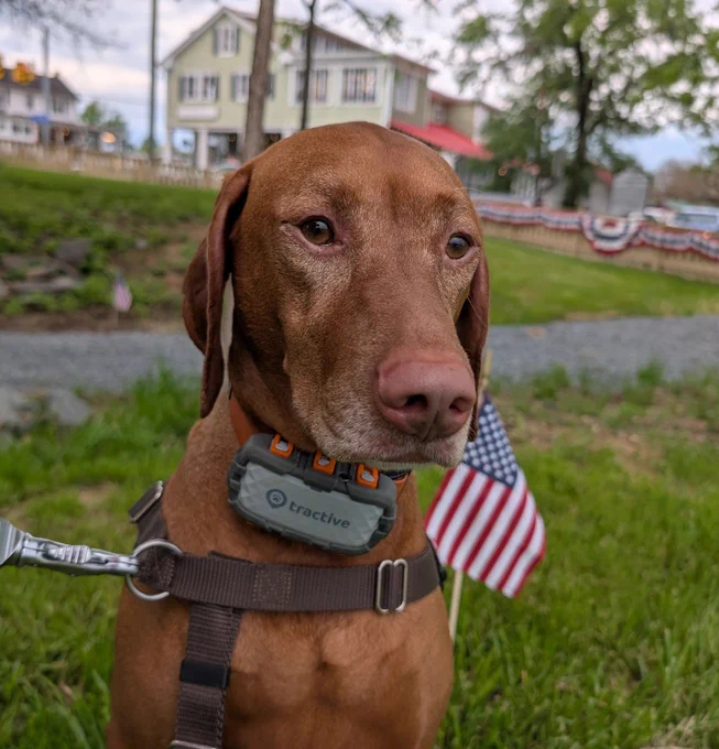 Vizsla dog Yonder seated in a grassy park surrounded by patriotic bunting and a historical plaque in the background.