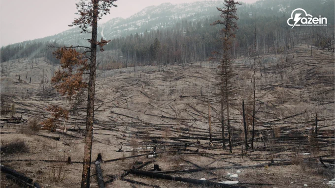 A landscape photograph showing the aftermath of a wildfire on a steep mountainside. Hundreds of charred, fallen tree trunks litter the barren ground, creating a crisscross pattern across the slope. A few blackened, leafless trees still stand in the foreground, while a dense, untouched forest and a misty mountain peak are visible in the background under an overcast sky. The white "azein" logo is in the top right corner.