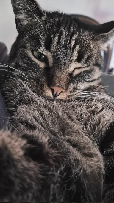 Getigerte Katze liegt auf dem Rücken mit einem Auge auf und einem Auge zu.