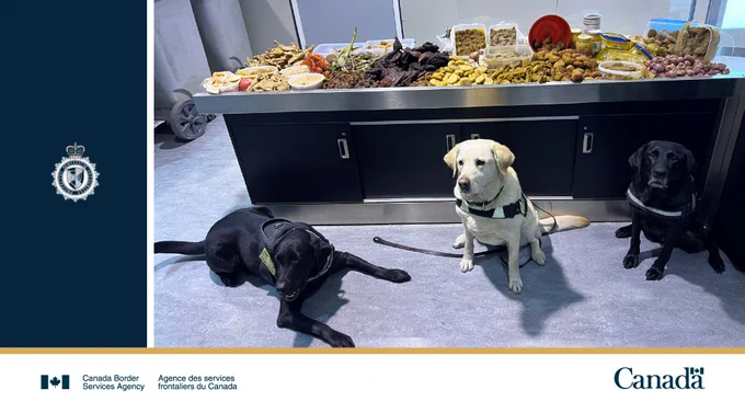 Three Detector Dogs sitting in front of table of seized goods. 
